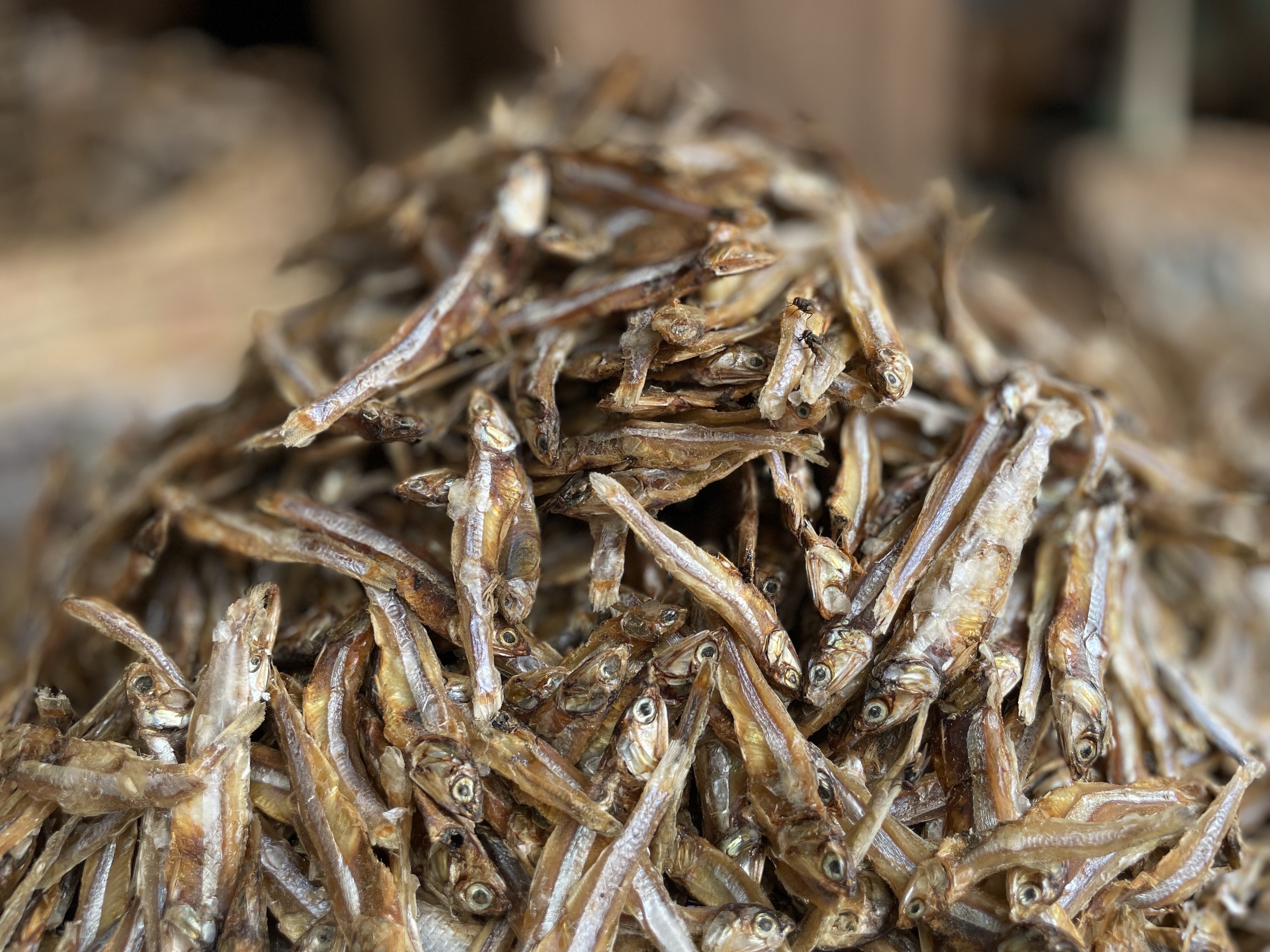 সামুদ্রিক মলা শুঁটকি (Mola)