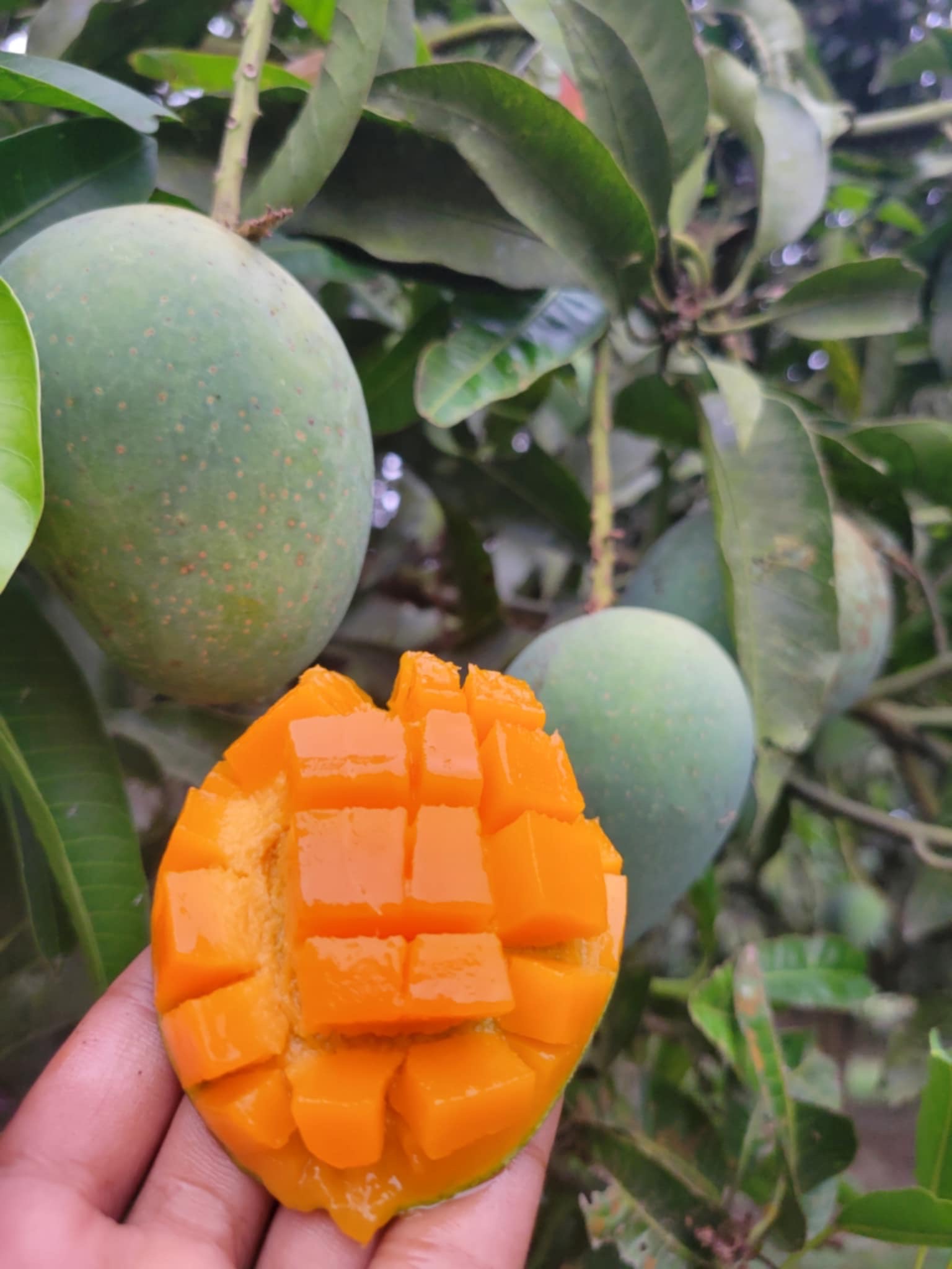 রাজশাহীর গোপালভোগ আম (Gopalbhog Mango)_img_1