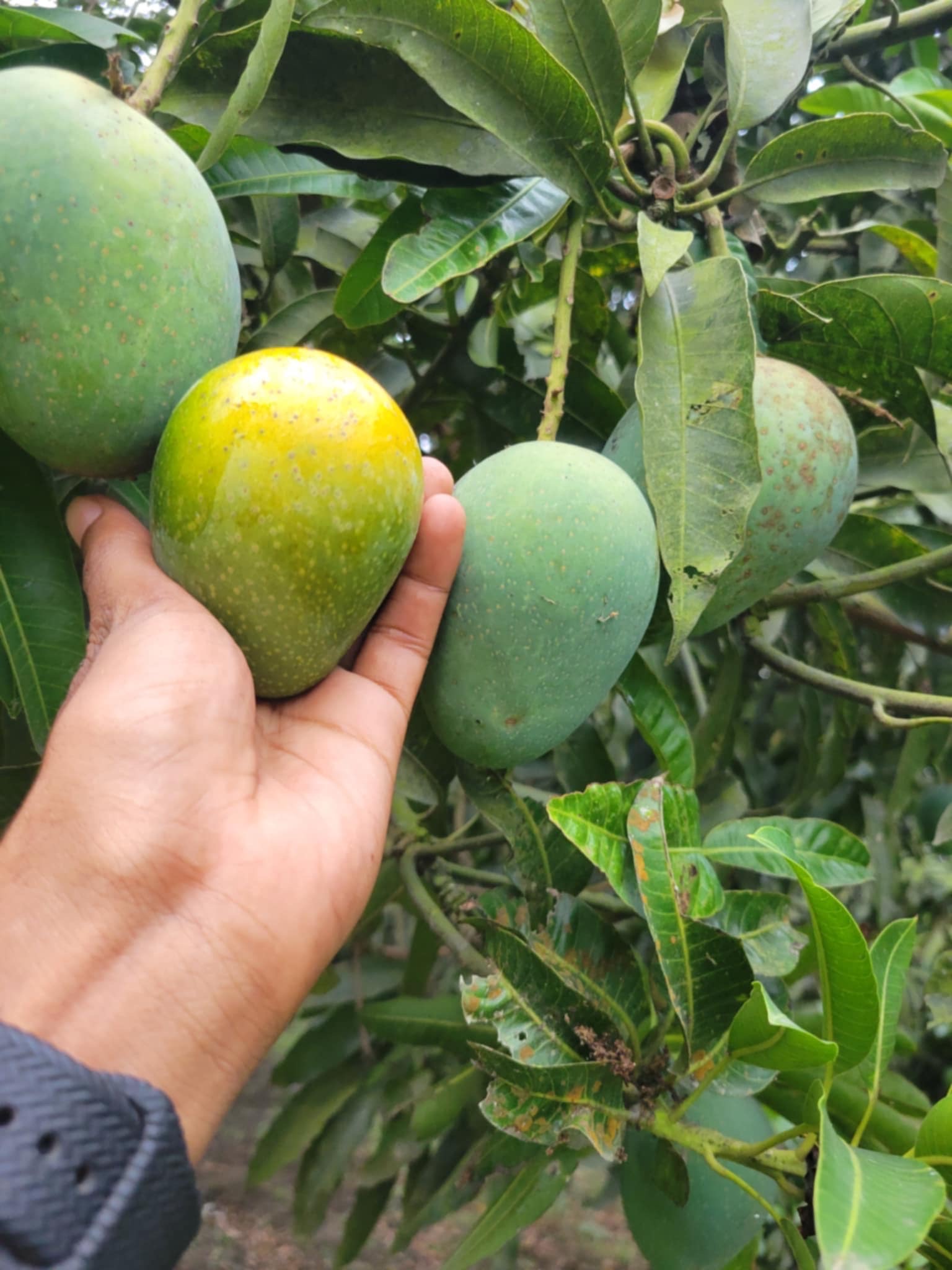 রাজশাহীর গোপালভোগ আম (Gopalbhog Mango)_img_4