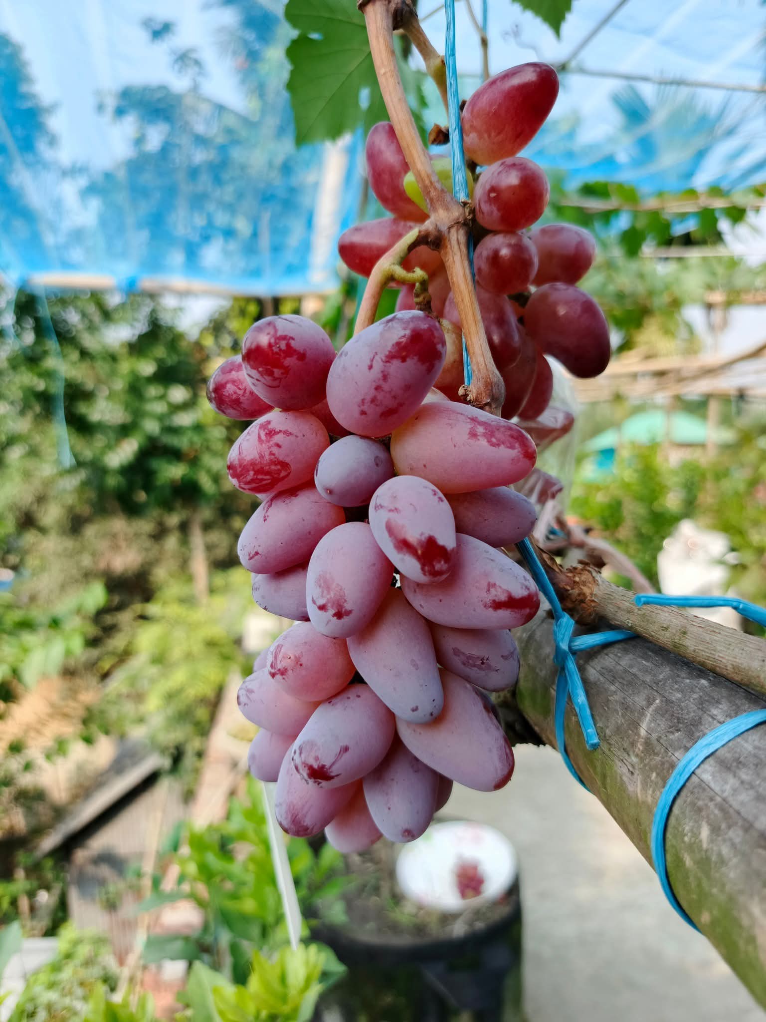 বাইকুনুর