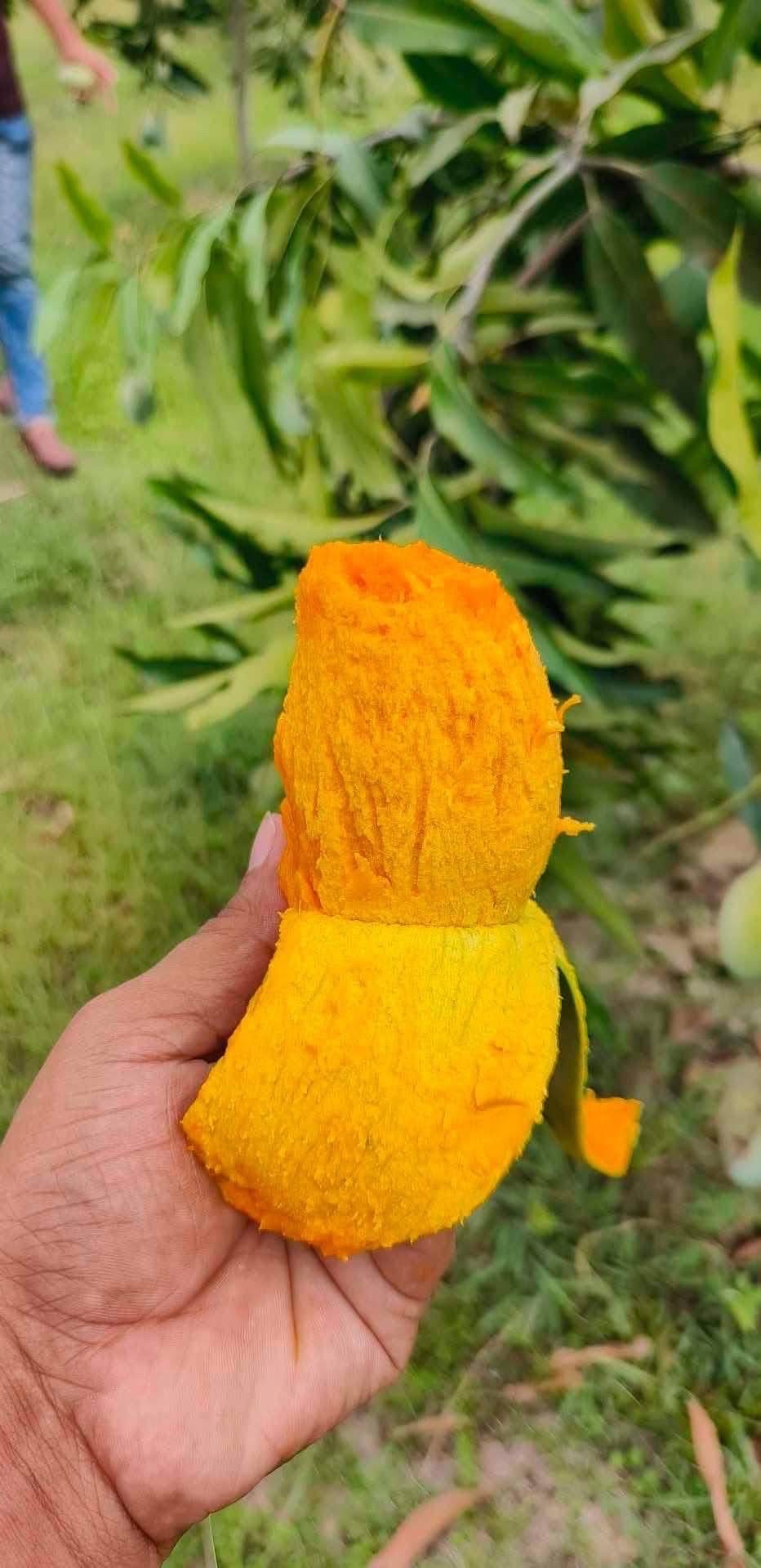 রাজশাহীর অর্গানিক আম্রুপালি (Am Rupali Mango)_img_5