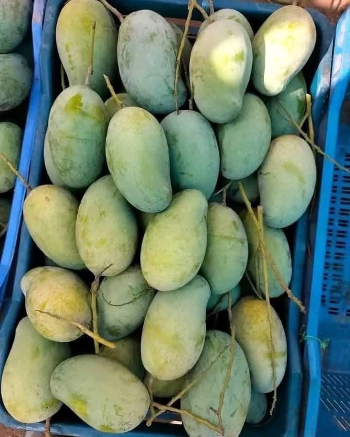 রাজশাহীর অর্গানিক আম্রুপালি (Am Rupali Mango)_img_7