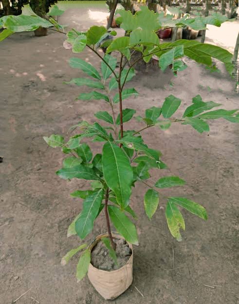 থাই লংগান_img_2