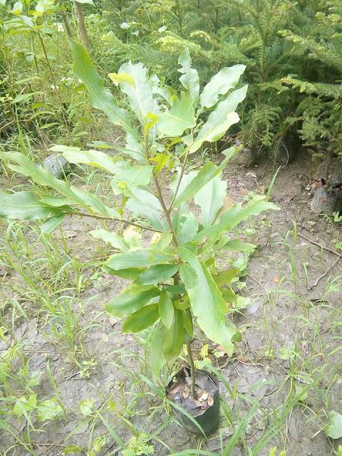 কাজু বাদাম_img_2