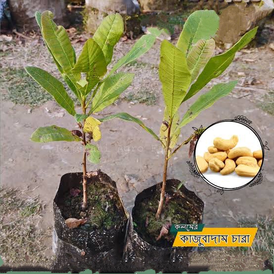 কাজু বাদাম_img_3