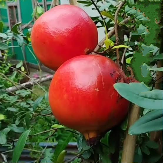 থাই আনার_img_2