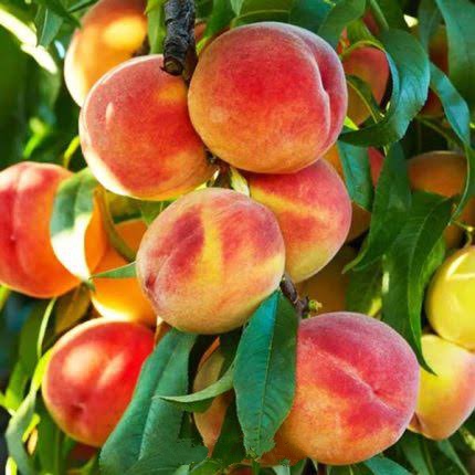 পীচ ফল_img_2