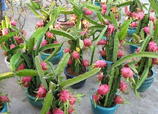 ড্রাগন_img_2