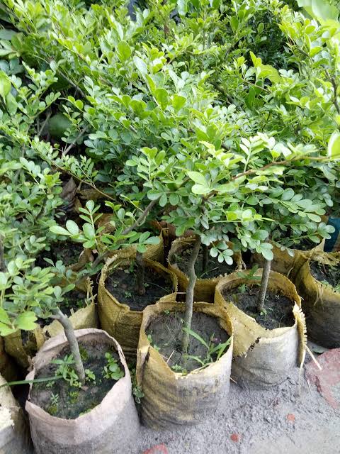 থাই কদবেল_img_2