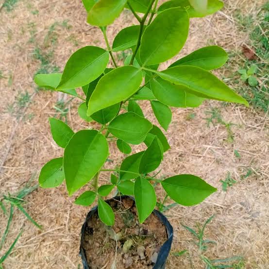 দেশি বেল_img_2