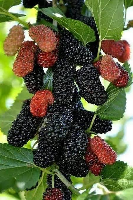 মালবেরি