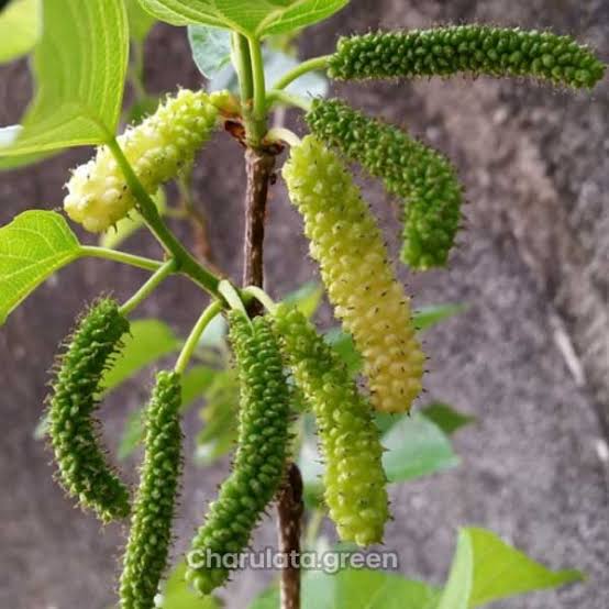 মালবেরি_img_1