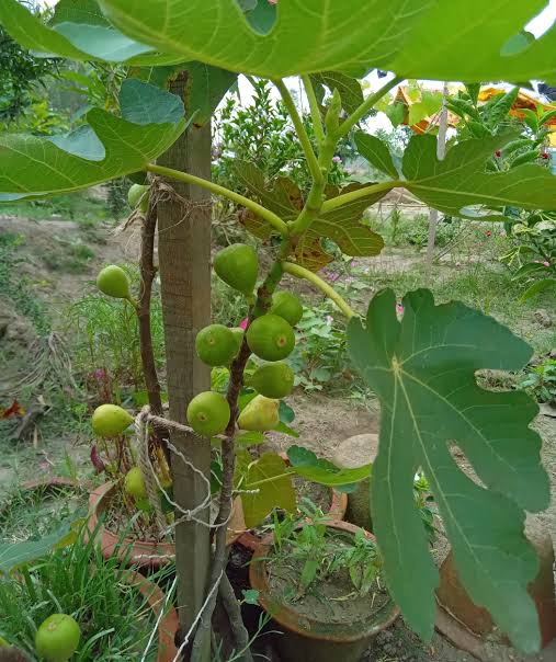 ত্বীন ফল