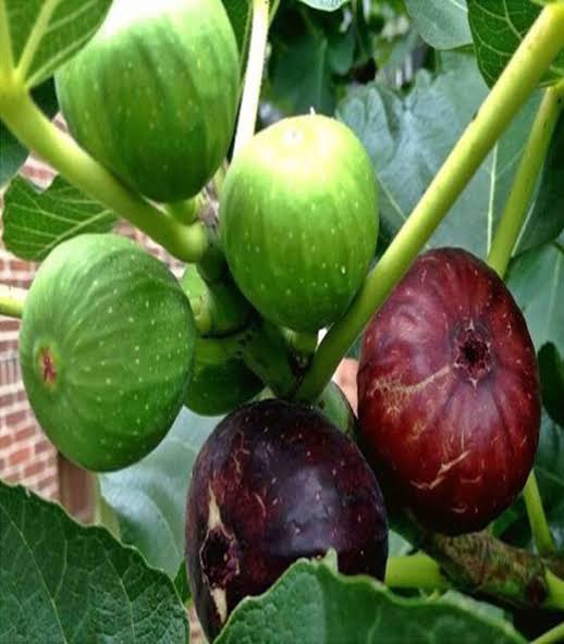 ত্বীন ফল_img_1