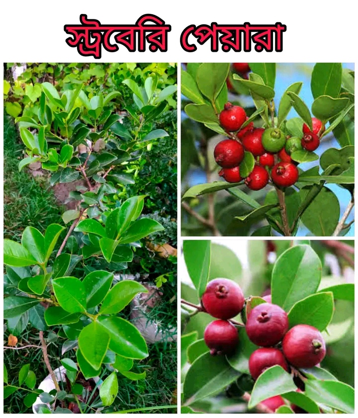 স্ট্রবেরি পেয়ারা