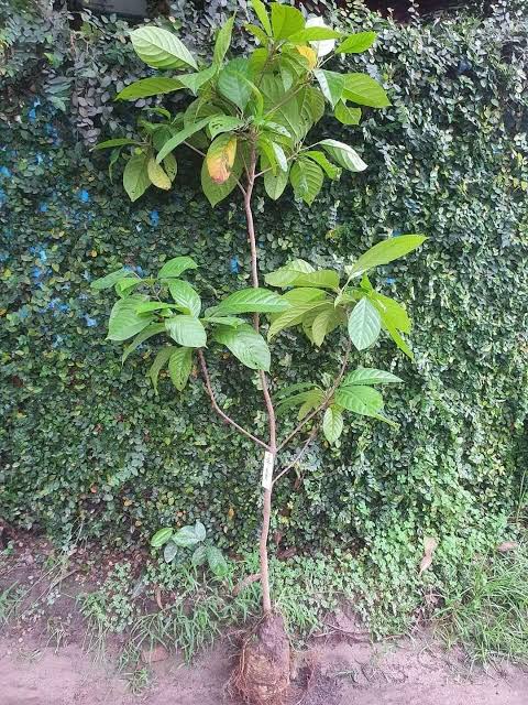 থাই লটকন_img_4