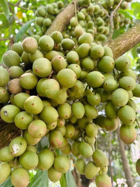 থাই লটকন_img_1