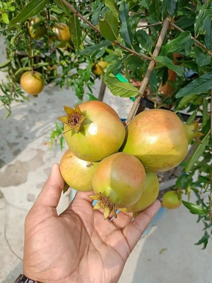 ডালিম_img_1