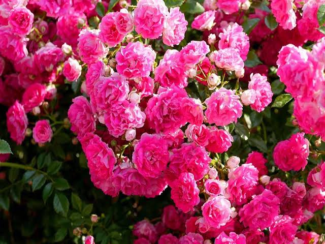 হাজারি গোলাপ_img_1