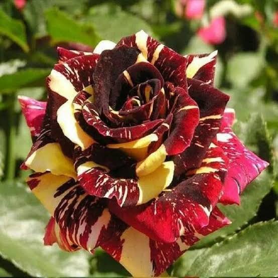 ড্রাগন গোলাপ_img_2