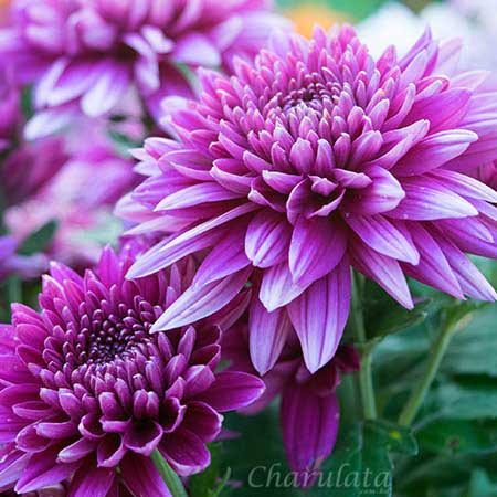 ডালিয়া ফুল