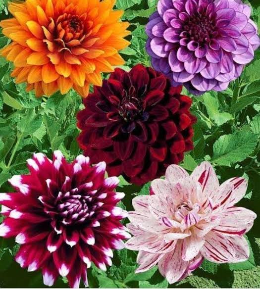 ডালিয়া ফুল_img_3