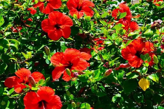 পঞ্চমূখী জবা_img_1