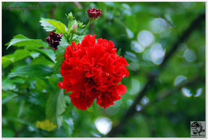 পঞ্চমূখী জবা_img_2