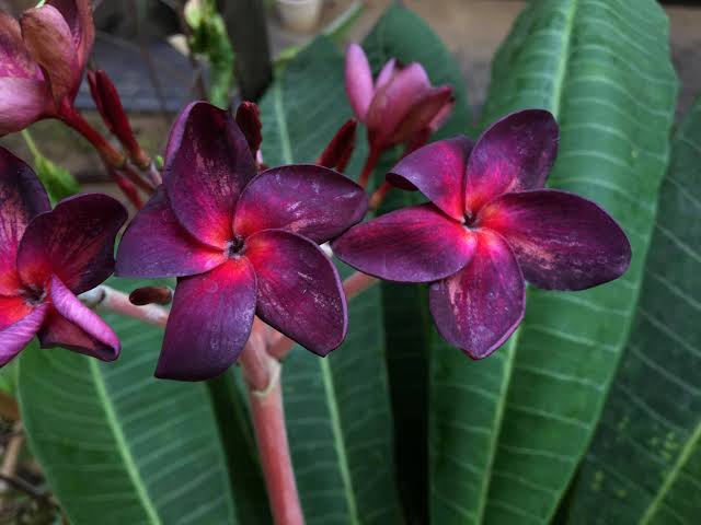 কাঠগোলাপ (৫ কালার)_img_4