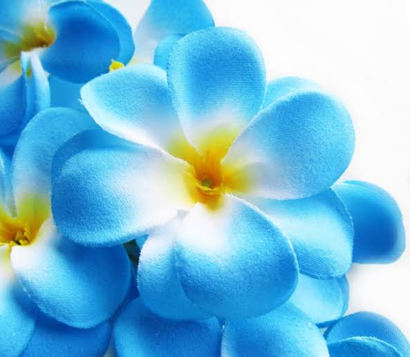 কাঠগোলাপ (৫ কালার)_img_2