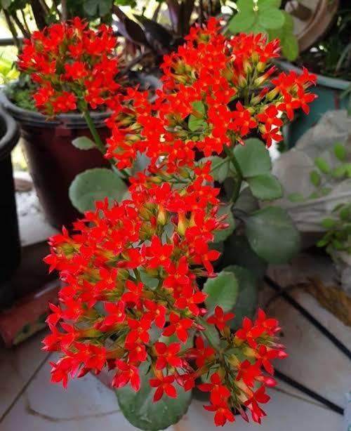 পাথরকুচি_img_1