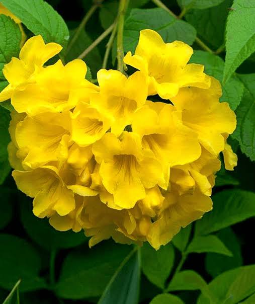 চন্দ্রপ্রভা (২ কালার)_img_2