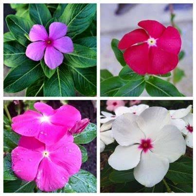 নয়নতারা (৪ কালার)_img_2