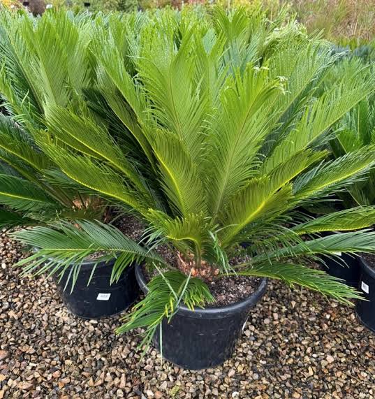 Cycas palm (ইনডোর প্ল্যান্ট)