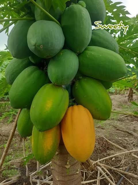 সুইট লেডি লাল পেঁপে_img_1