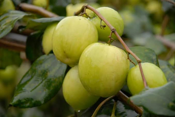 দেশি বড়ই_img_1