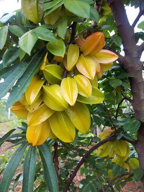 মিষ্টি কামরাঙা_img_1