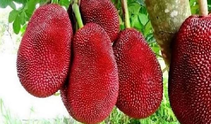 বারোমাসি লাল কাঁঠাল_img_1