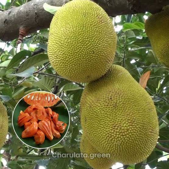 বারোমাসি লাল কাঁঠাল_img_3