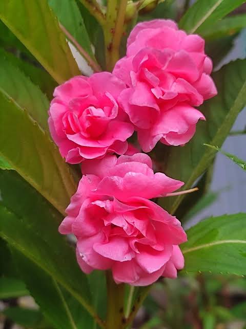 দোপাটি ফুল (৪ কালার)_img_2