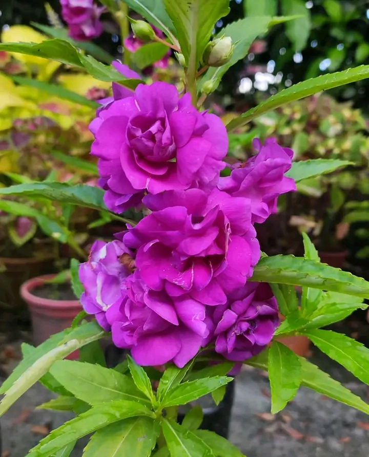 দোপাটি ফুল (৪ কালার)_img_4