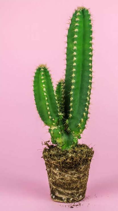 ক্যাকটাস_img_3