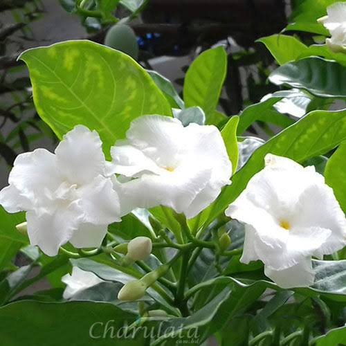 গন্ধরাজ_img_3