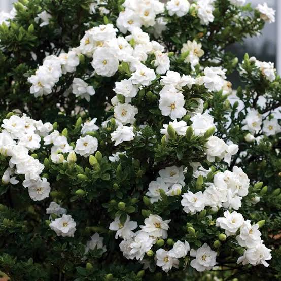 গন্ধরাজ_img_1