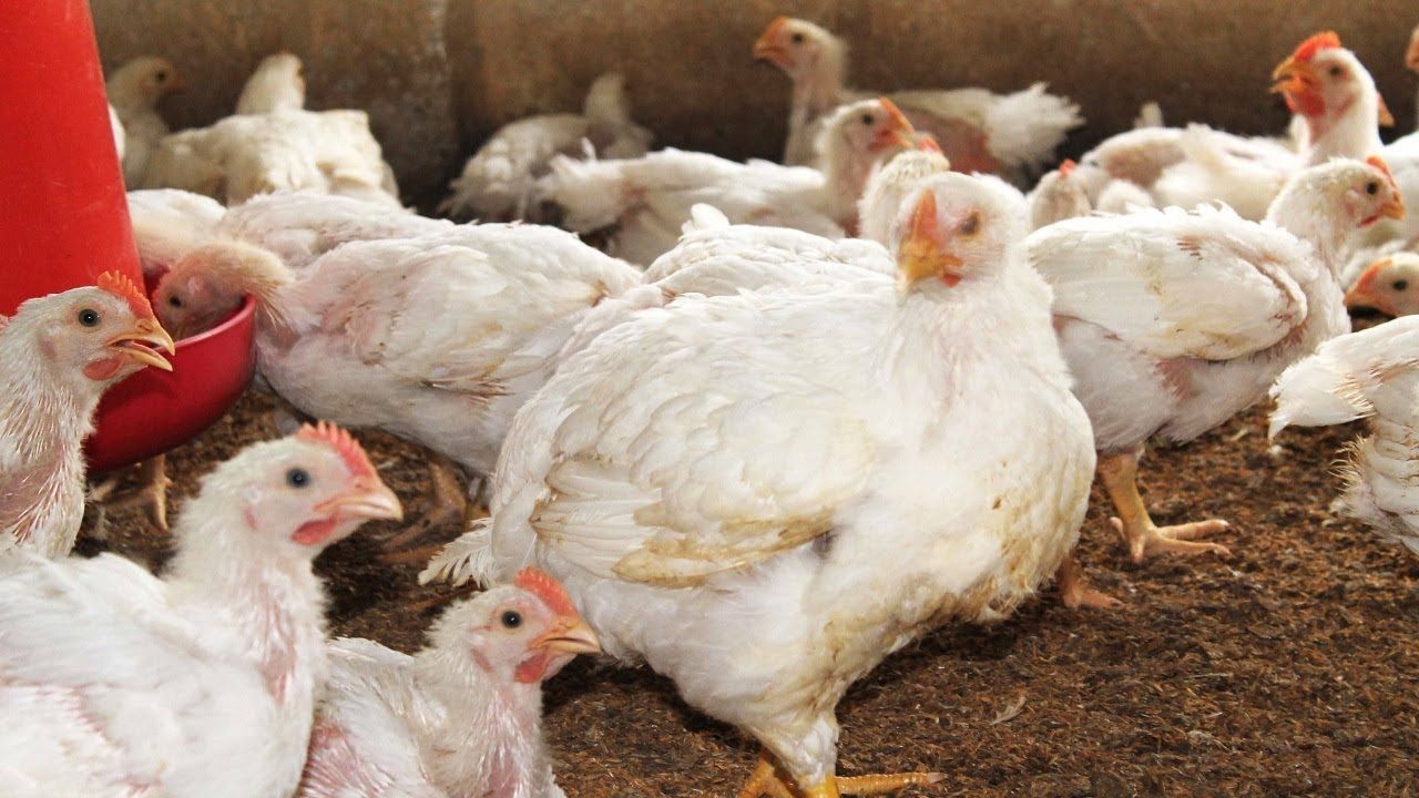 #1H বয়লার মুরগি