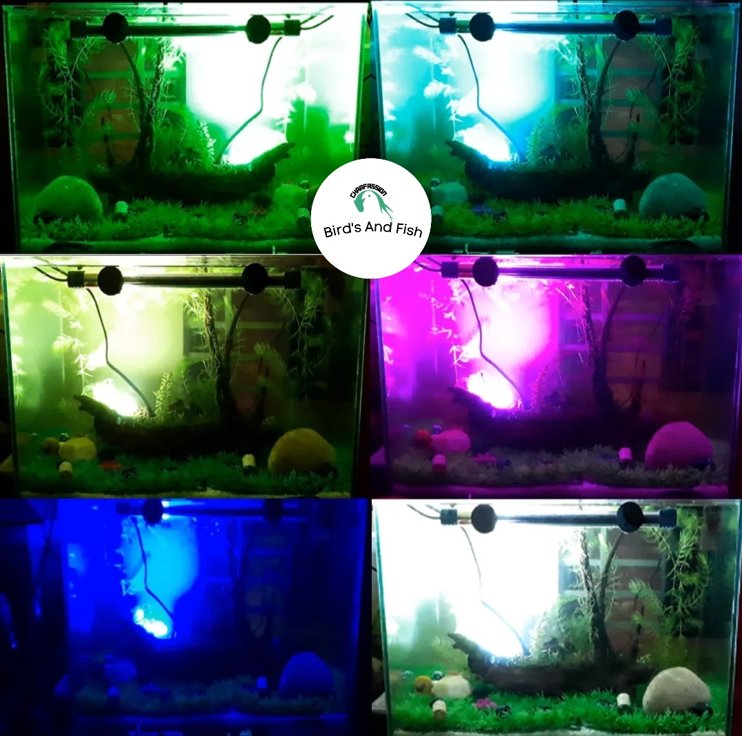 সোনিয়া বটম লাইট 7কালার