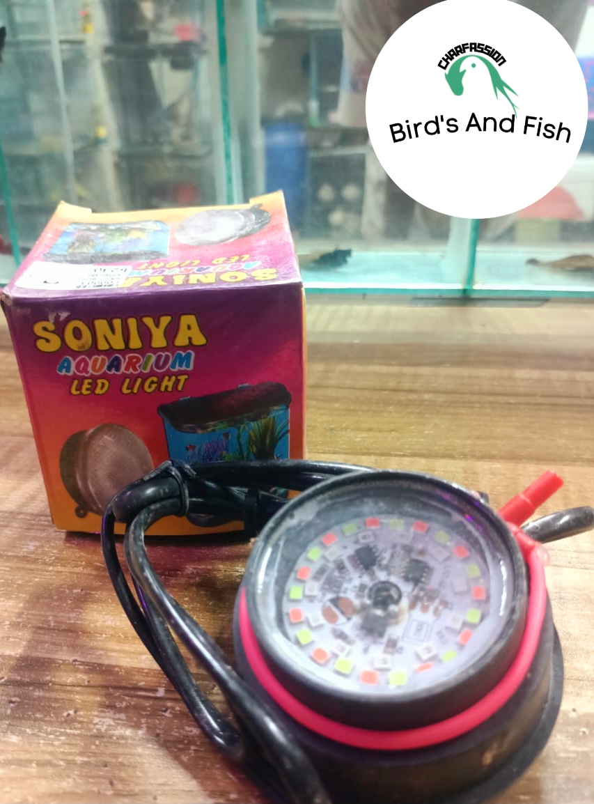 সোনিয়া বটম লাইট 7কালার_img_3