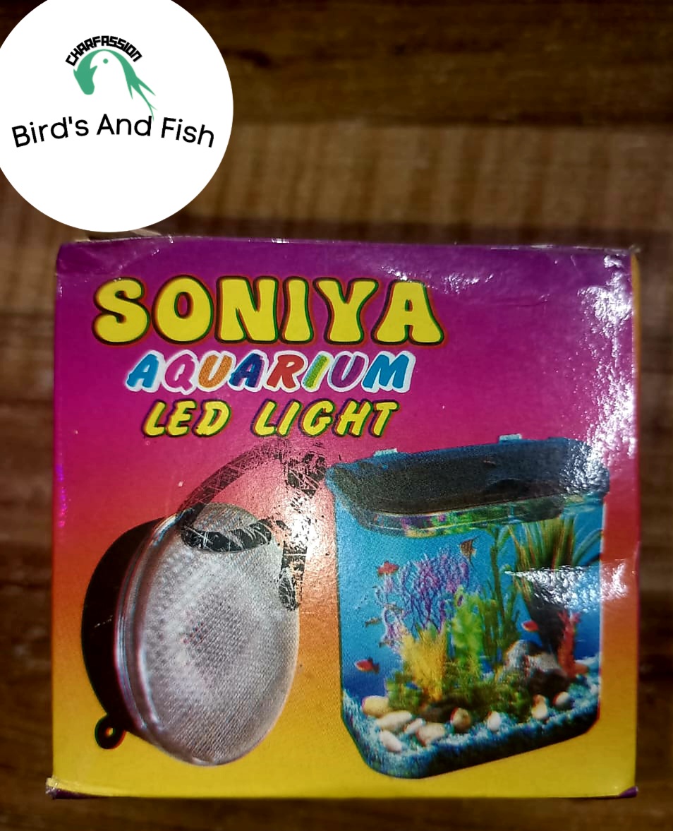 সোনিয়া বটম লাইট 7কালার_img_4