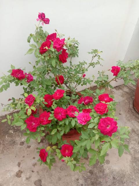 হাজারি গোলাপ_img_2