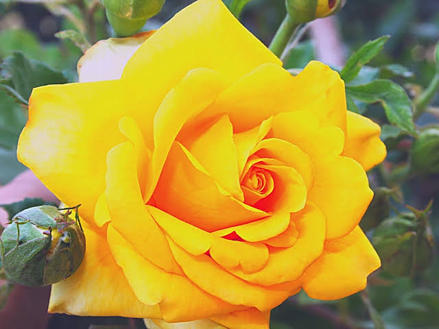 yellow rose(হলুদ গোলাপ)